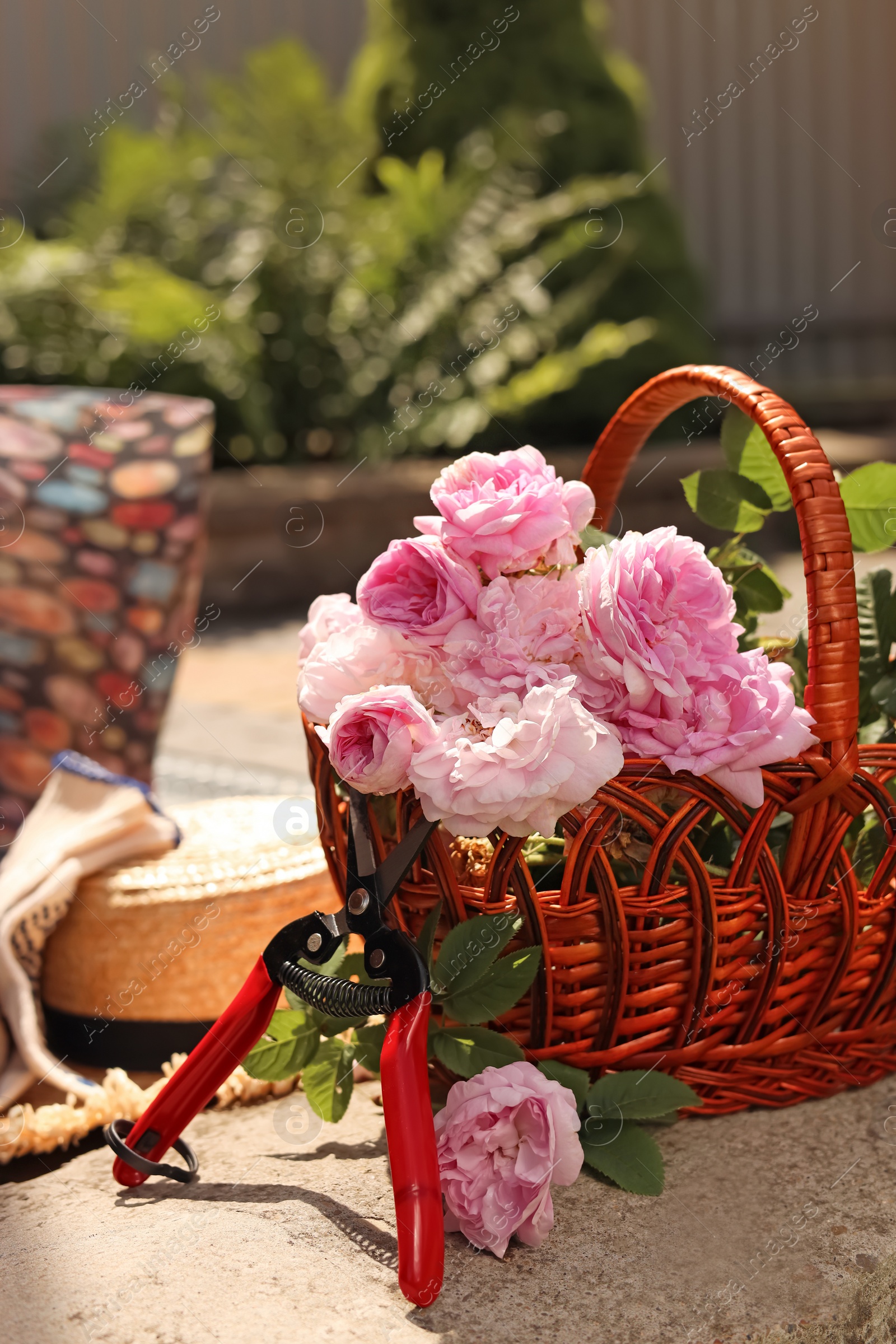 Photo of Basket of beautiful tea roses, straw hat and gardening tools outdoors