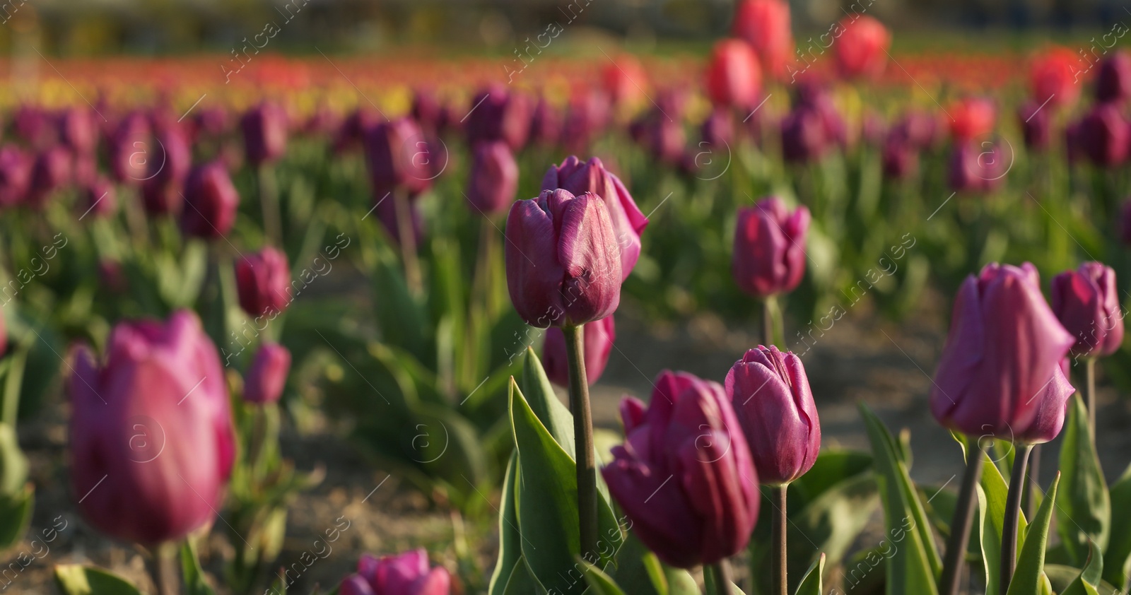 Photo of Field with fresh beautiful tulips. Blooming flowers