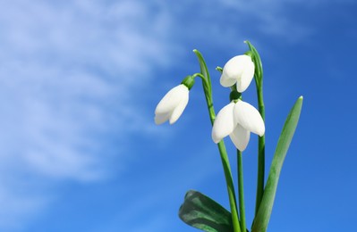 Photo of Beautiful blooming snowdrops against blue sky, space for text. Spring flowers