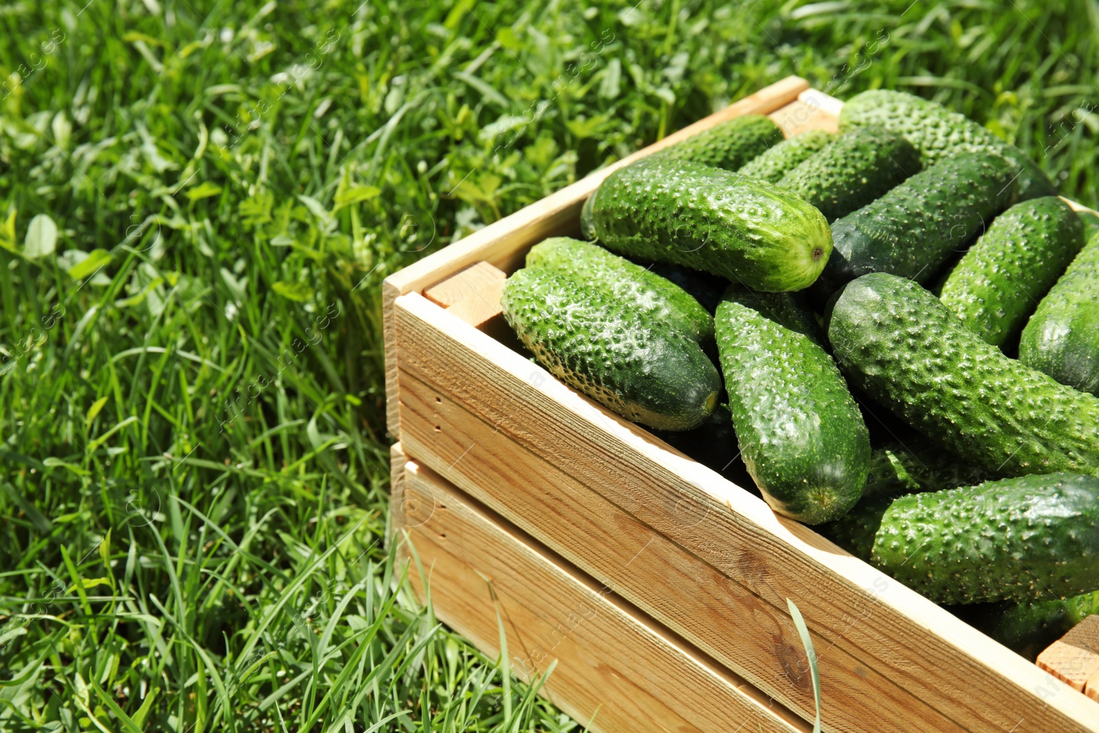 Photo of Wooden crate with ripe fresh cucumbers on green grass