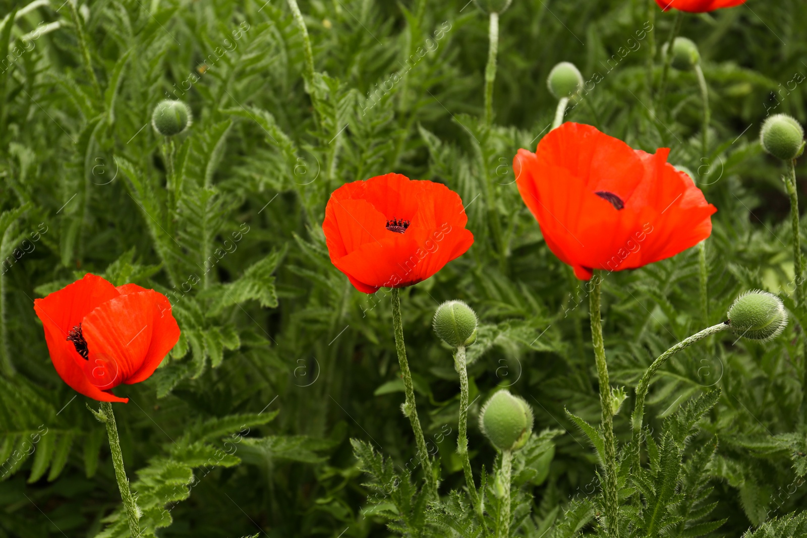 Photo of Many beautiful blooming red poppy flowers outdoors