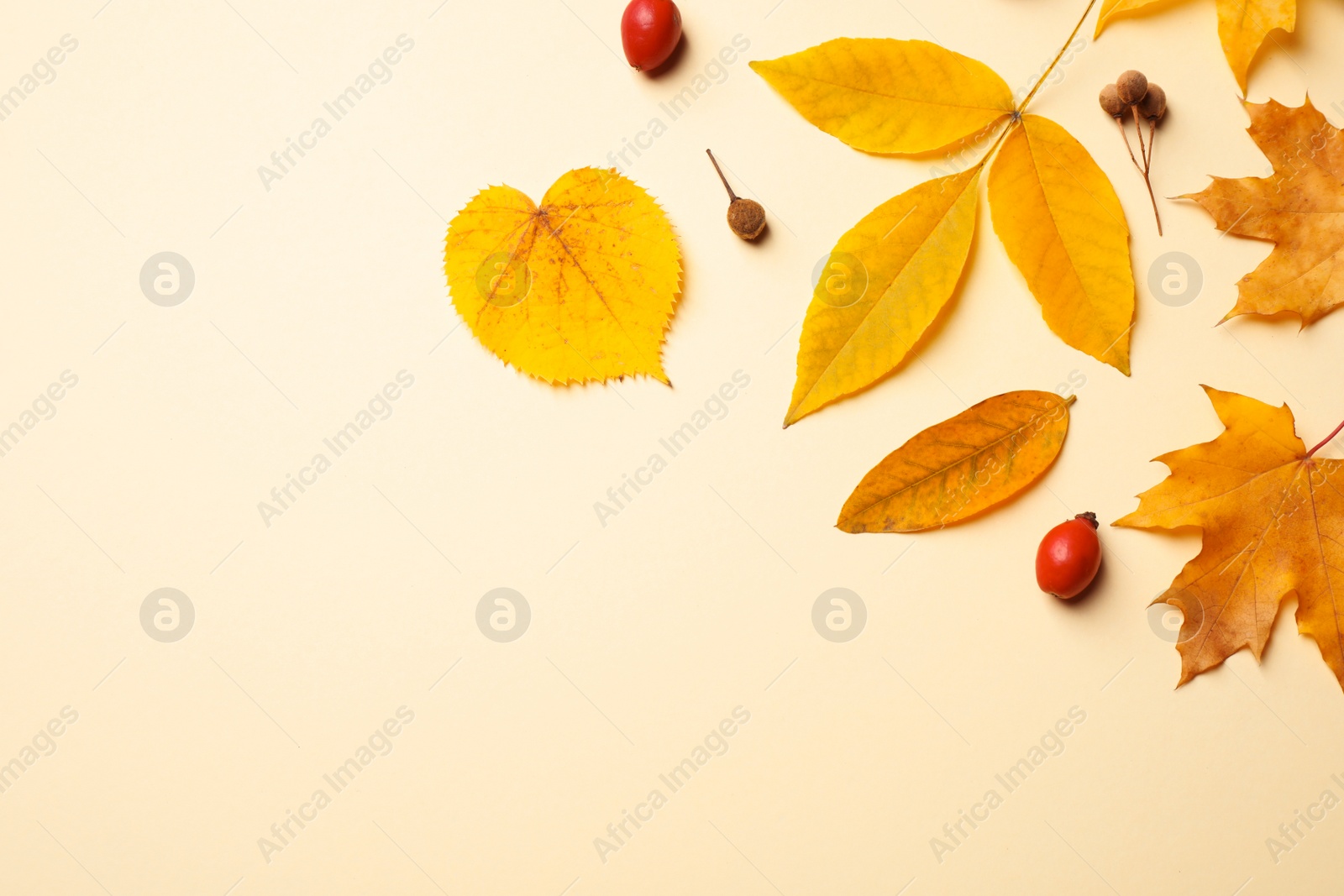 Photo of Flat lay composition with autumn leaves on beige background. Space for text