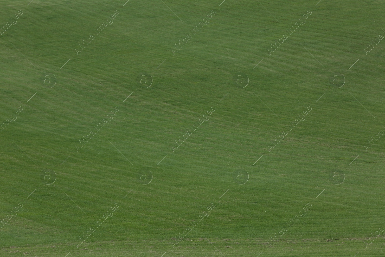 Photo of Beautiful lawn with bright green grass outdoors