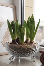 Photo of Beautiful bulbous plants on windowsill indoors. Spring time