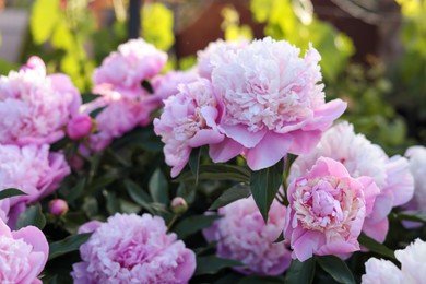 Photo of Blooming peony plant with beautiful pink flowers outdoors, closeup