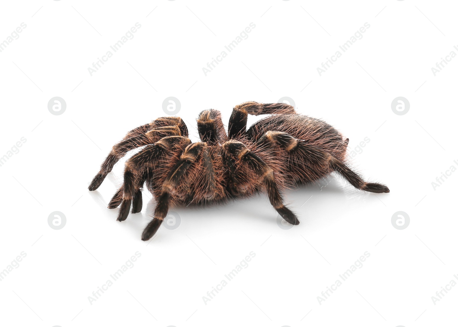 Photo of Striped knee tarantula (Aphonopelma seemanni) isolated on white