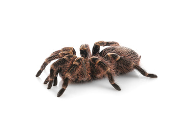 Photo of Striped knee tarantula (Aphonopelma seemanni) isolated on white