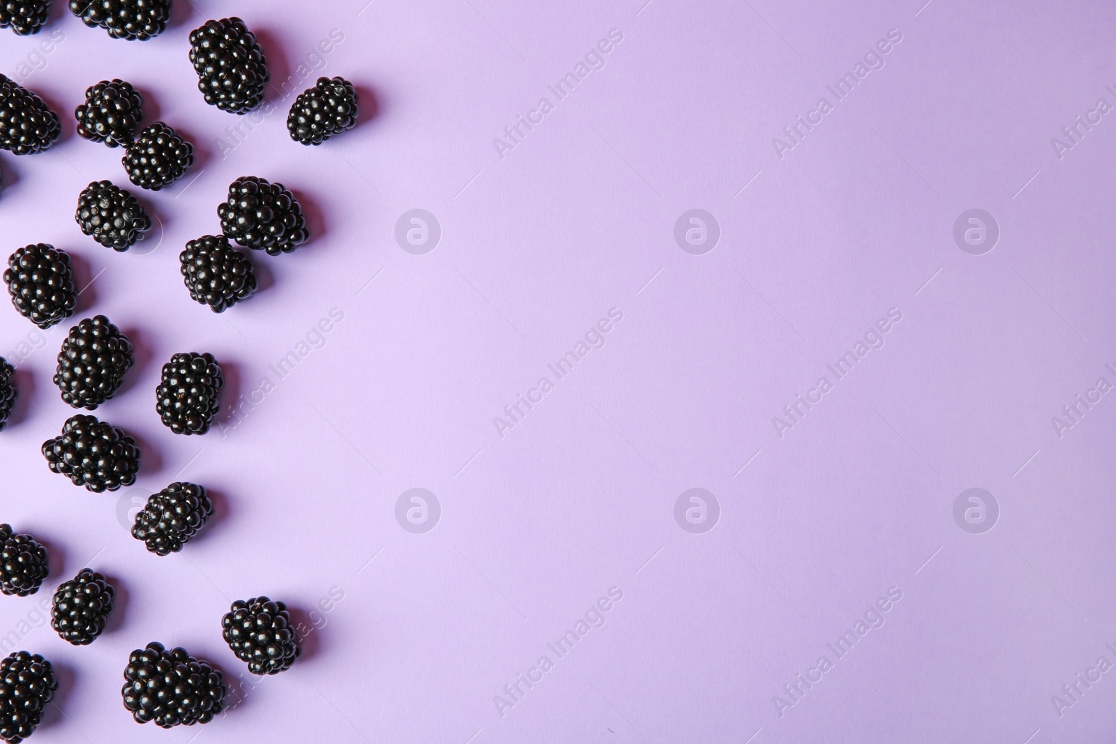 Photo of Tasty ripe blackberries on purple background, flat lay. Space for text
