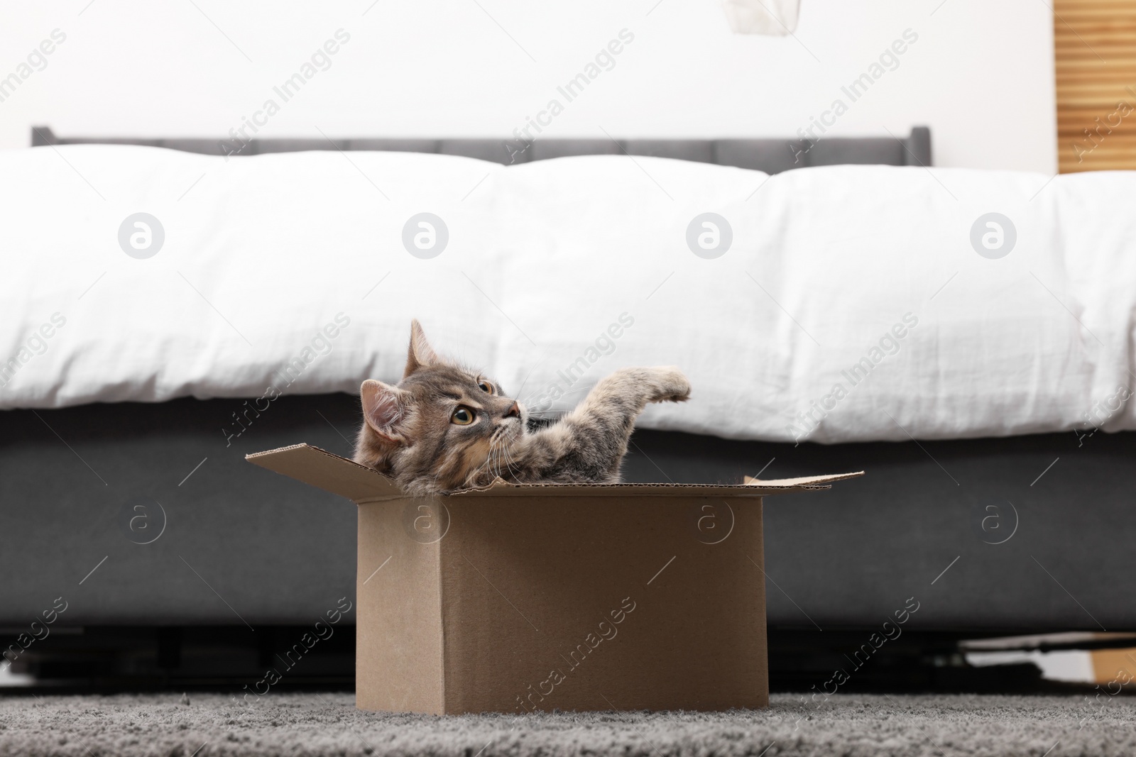 Photo of Cute fluffy cat in cardboard box on carpet at home