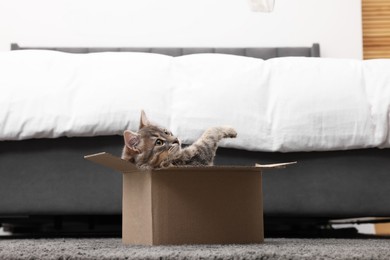 Photo of Cute fluffy cat in cardboard box on carpet at home