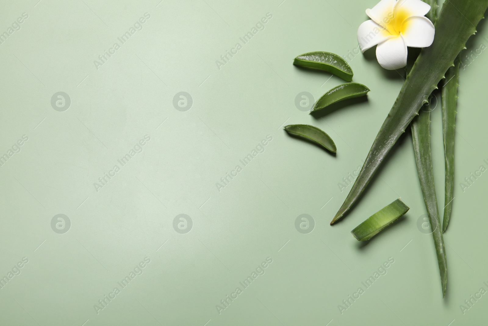 Photo of Cut aloe vera leaves and plumeria flower on light green background, flat lay. Space for text