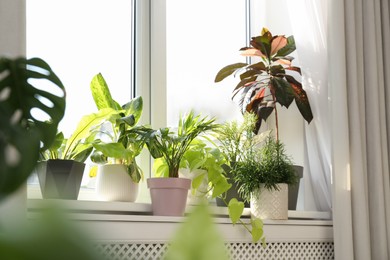 Photo of Beautiful potted houseplants on window sill indoors