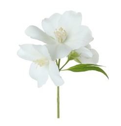 Branch of jasmine flowers and leaf isolated on white