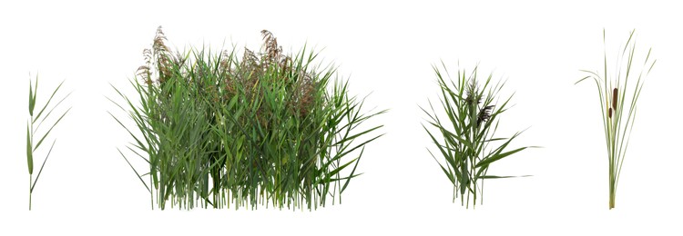 Image of Set with beautiful green reed on white background. Banner design