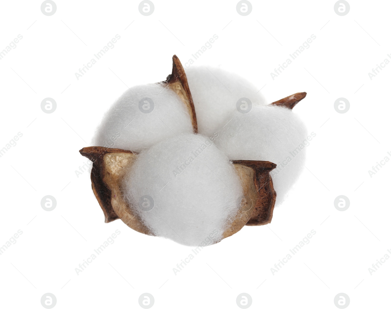 Photo of Beautiful fluffy cotton flower isolated on white