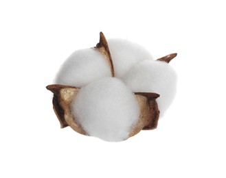 Beautiful fluffy cotton flower isolated on white