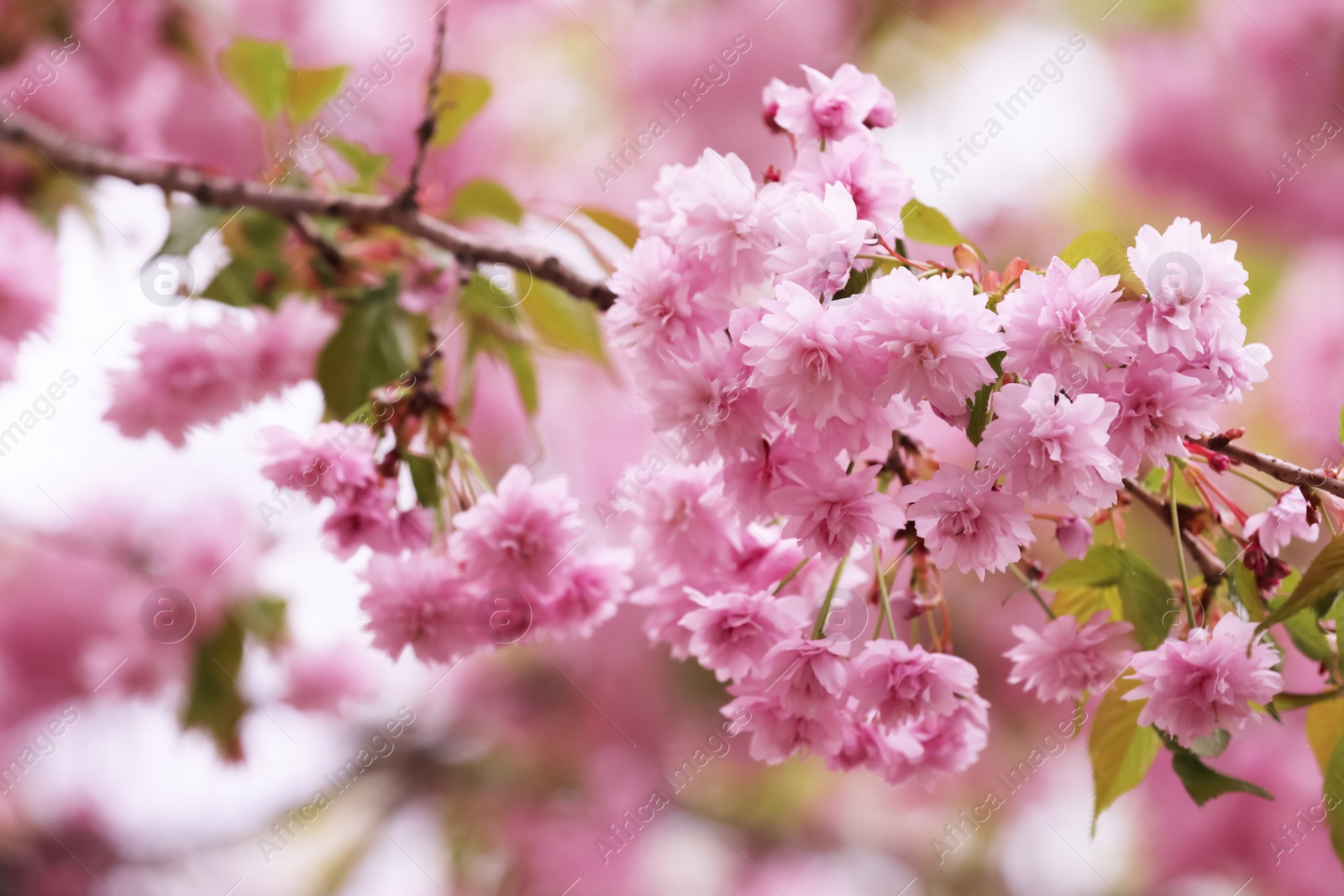 Photo of Beautiful blossoming sakura outdoors on spring day, closeup