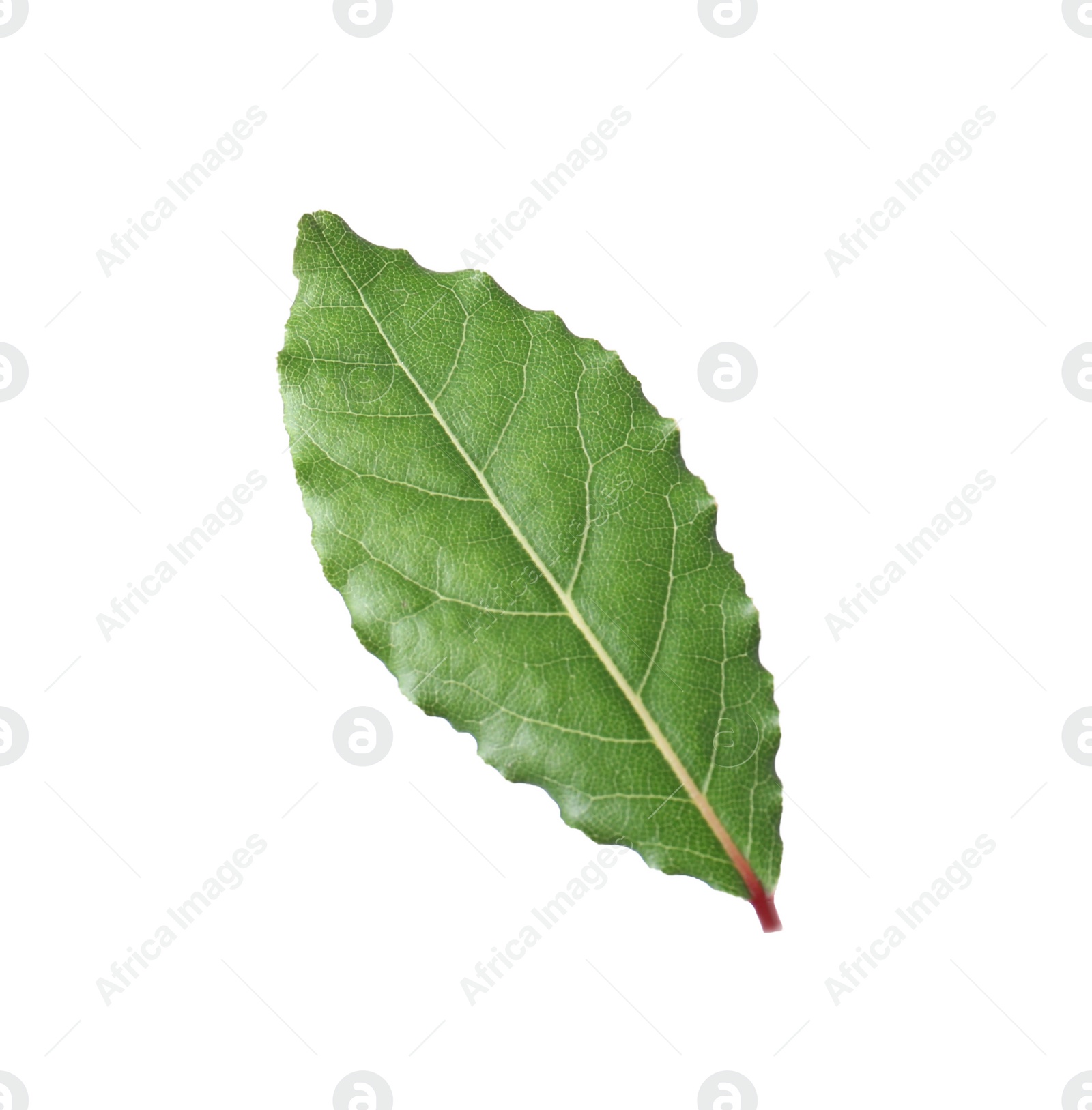 Photo of One fresh bay leaf isolated on white