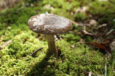 Photo of One poisonous mushroom growing in forest, closeup