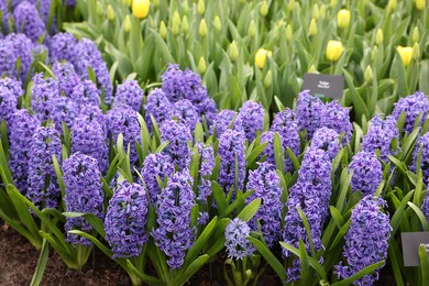 Photo of Beautiful hyacinth and tulip flowers growing outdoors, closeup