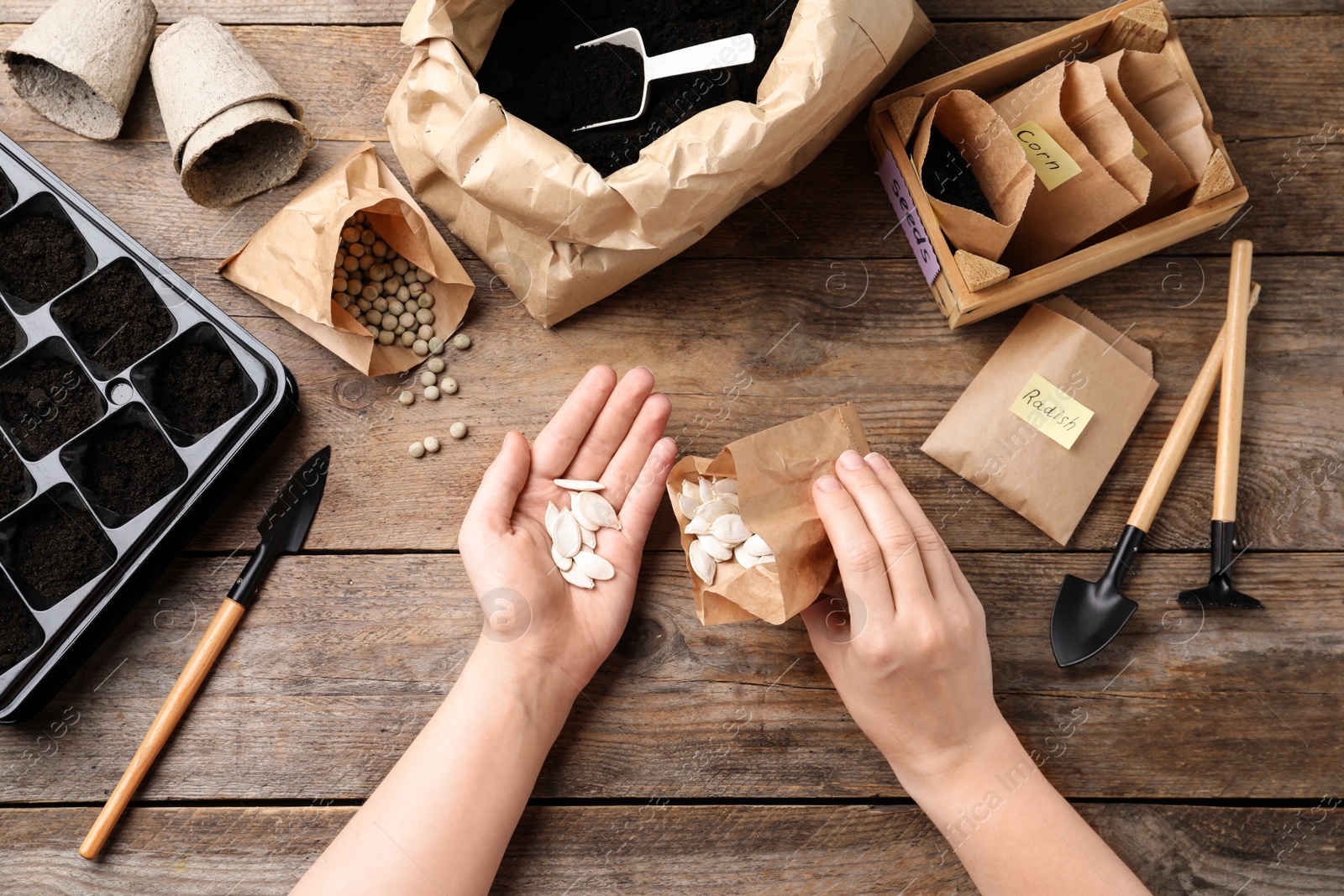 Photo of Woman preparing vegetable seeds for planting at wooden table, closeup