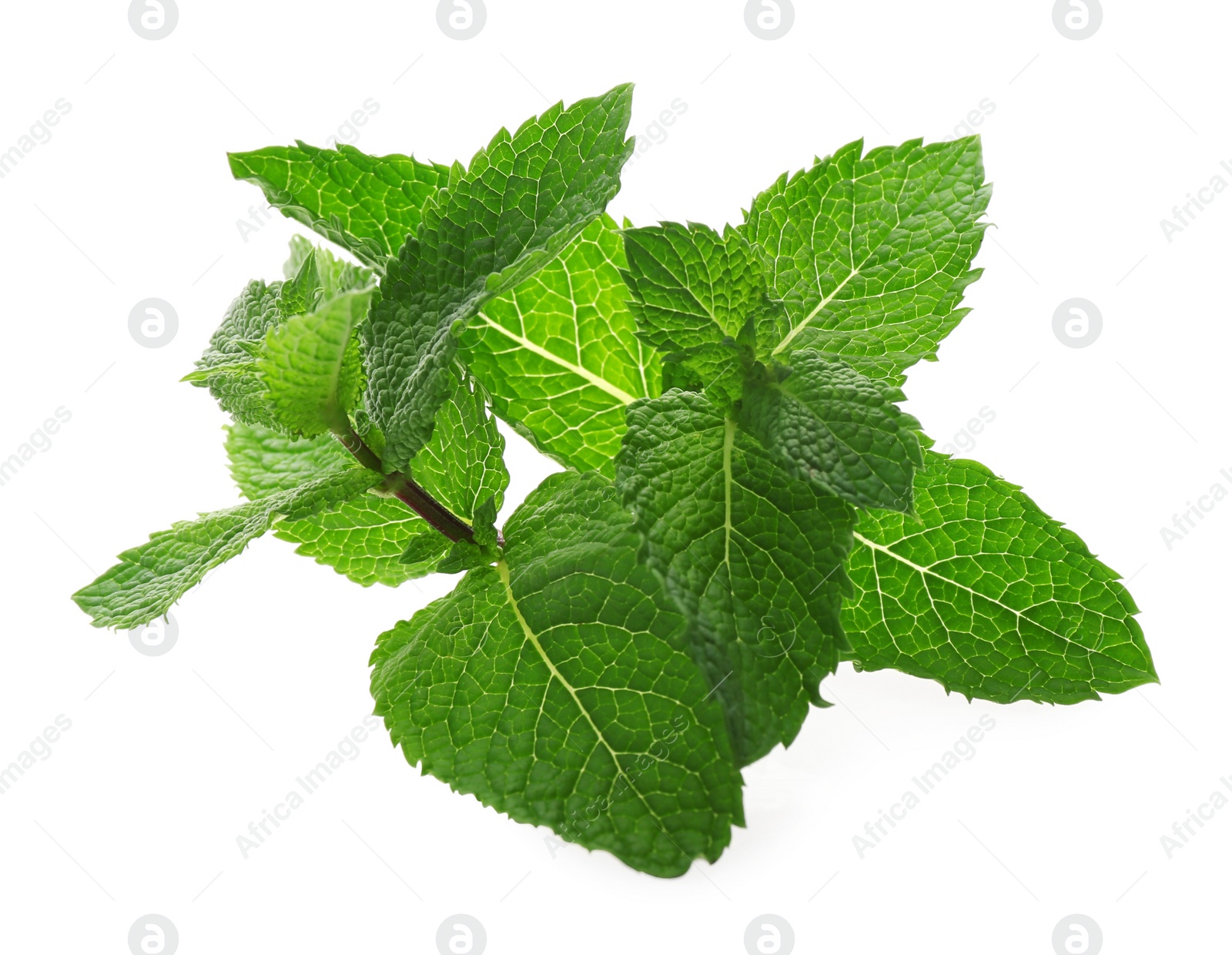 Photo of Fresh green mint leaves on white background