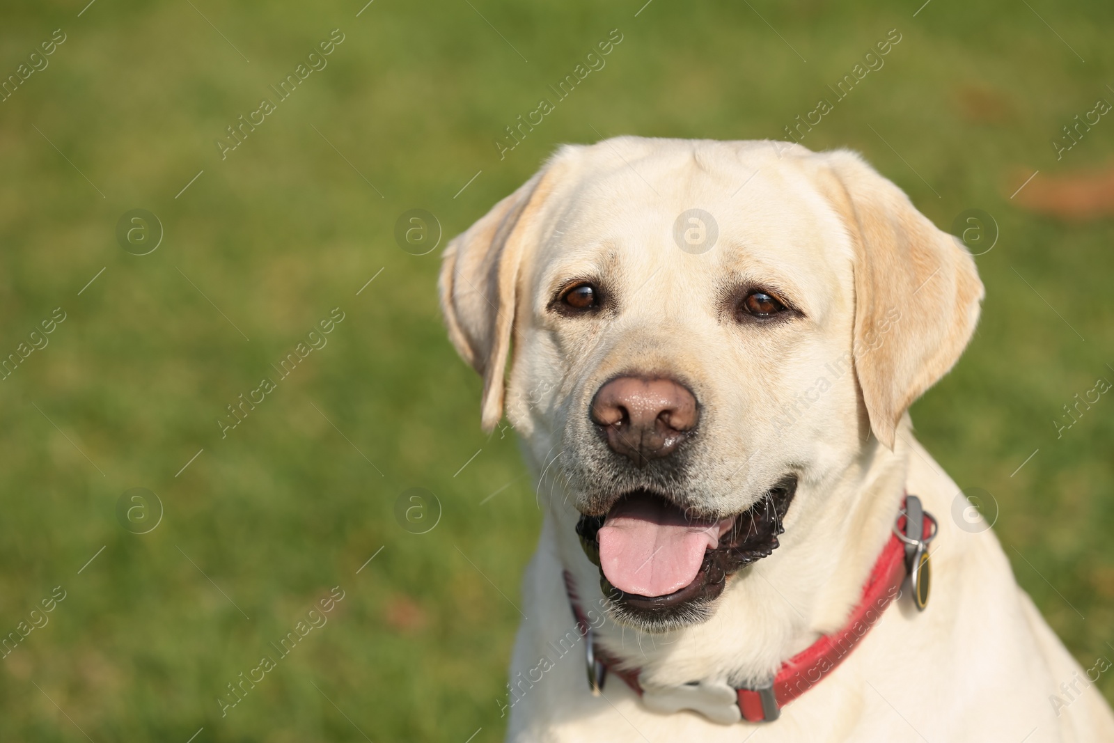Photo of Yellow Labrador outdoors on sunny day, closeup. Space for text