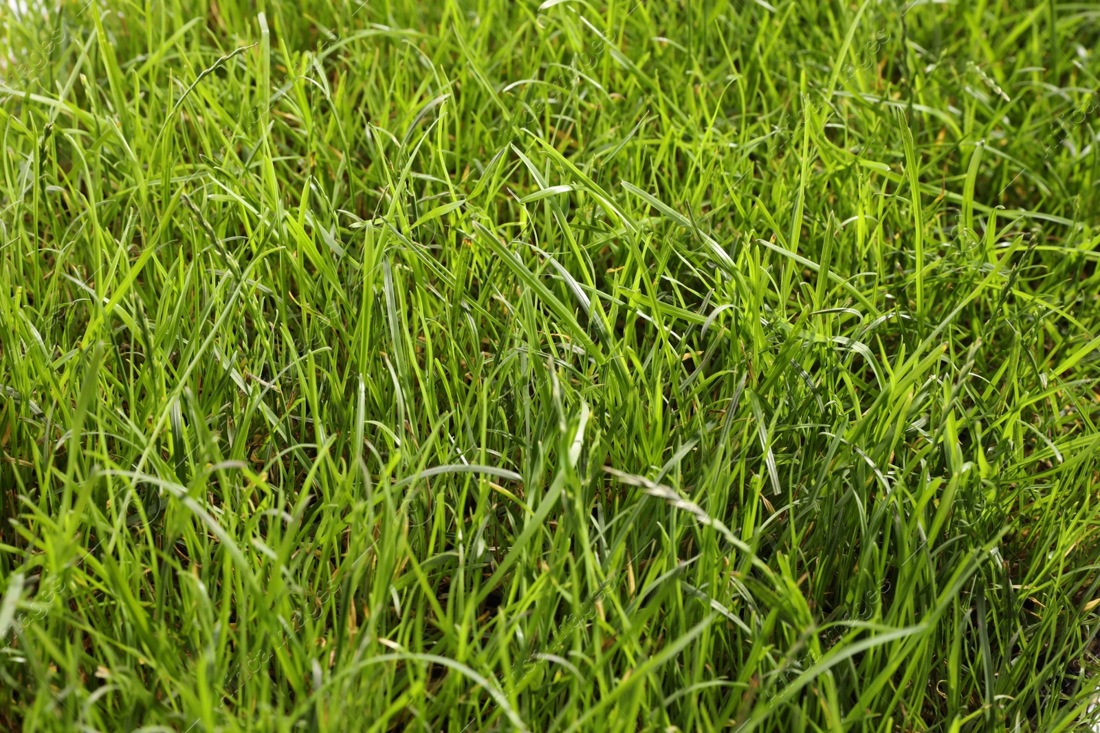 Photo of Beautiful lush green grass as background, closeup