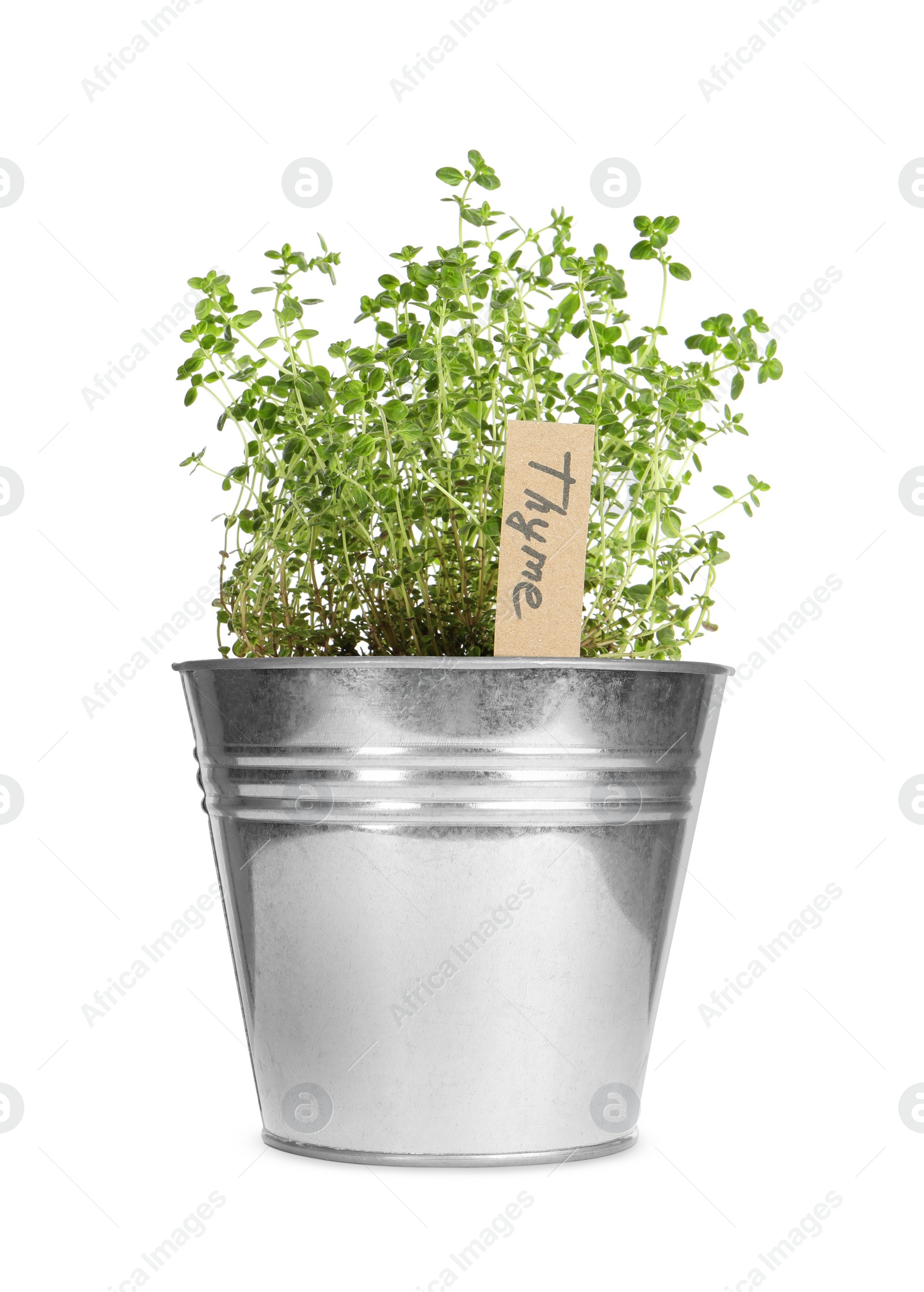 Image of Green thyme with tag in pot isolated on white