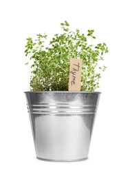 Image of Green thyme with tag in pot isolated on white