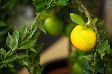 Photo of Beautiful calamondin shrub with unripe fruits, closeup. Tropical plant