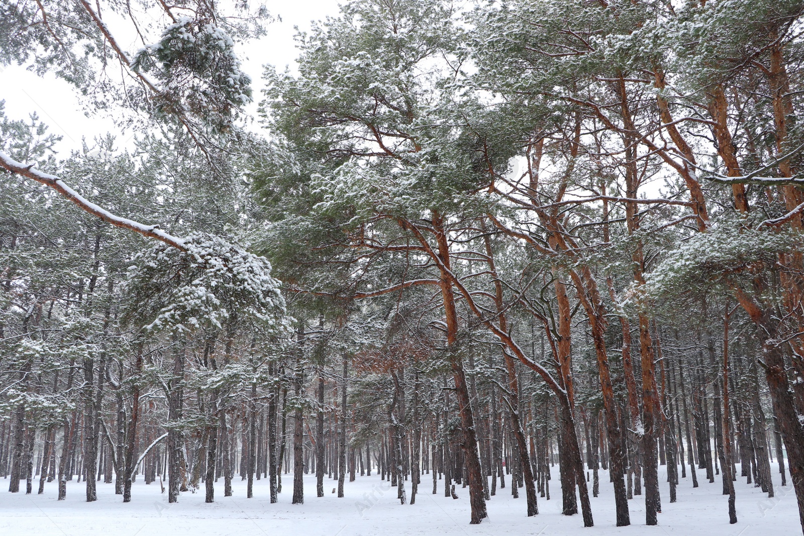 Photo of Picturesque view of beautiful forest covered with snow