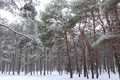 Photo of Picturesque view of beautiful forest covered with snow