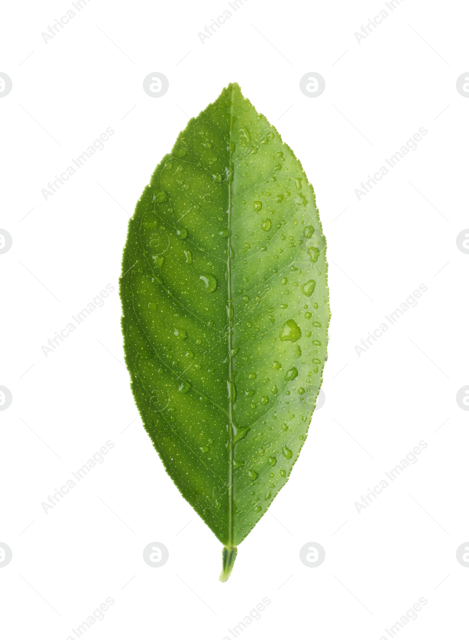 Photo of Fresh green citrus leaf with water drops isolated on white