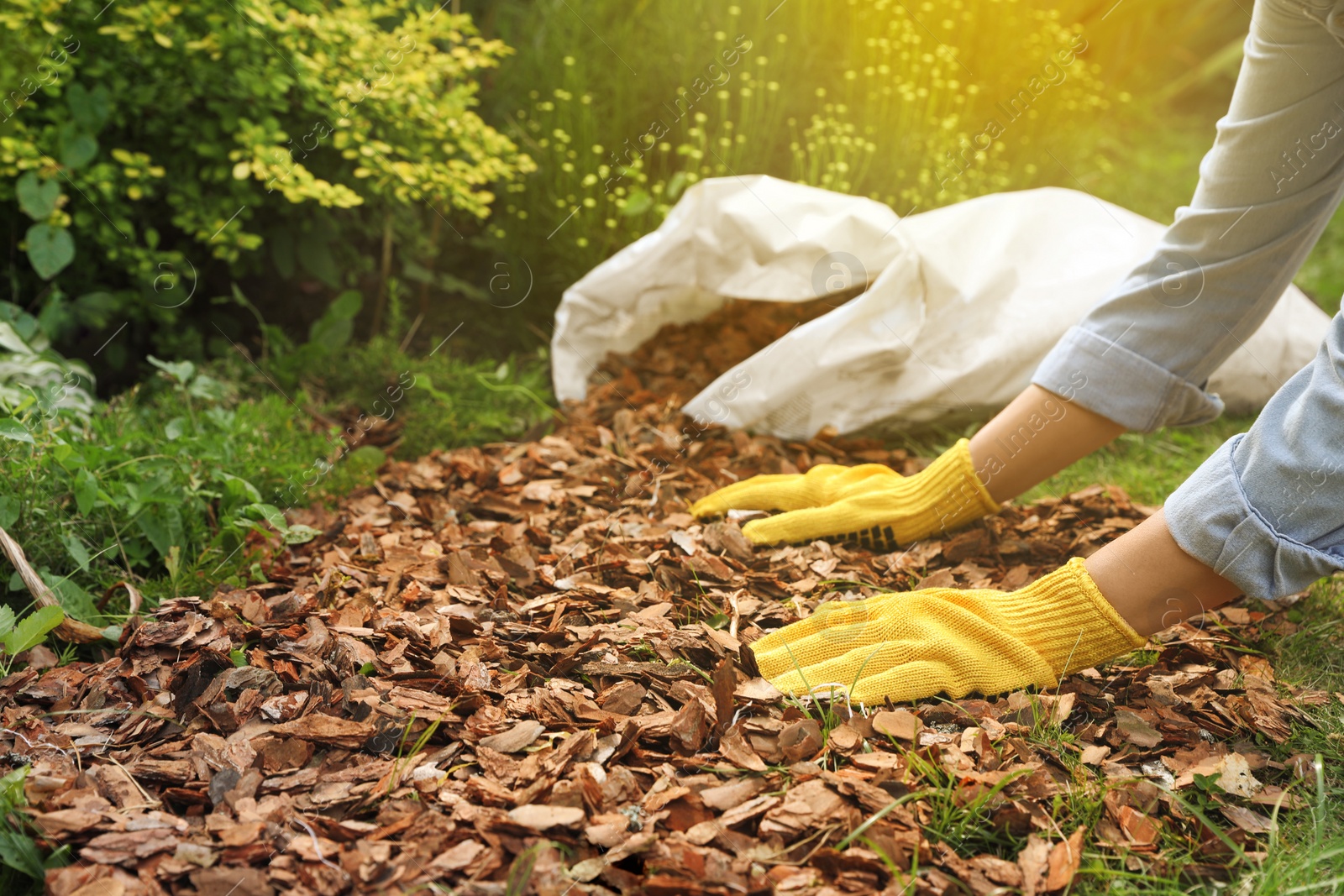 Photo of Woman mulching soil with bark chips in garden, closeup