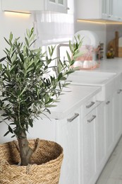 Photo of Beautiful potted olive tree in stylish kitchen