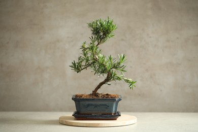 Japanese bonsai plant on light table. Creating zen atmosphere at home