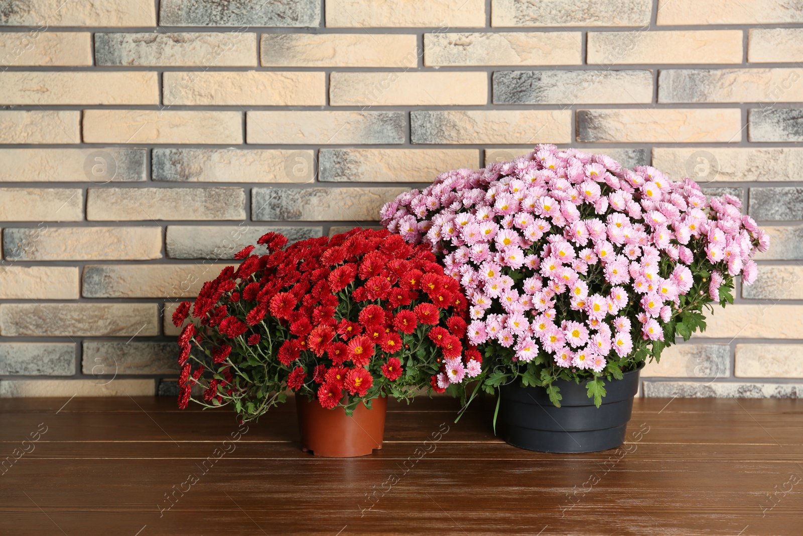 Photo of Beautiful potted chrysanthemum flowers on table near brick wall