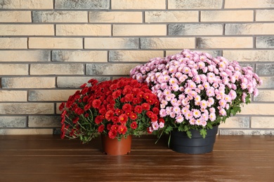 Photo of Beautiful potted chrysanthemum flowers on table near brick wall