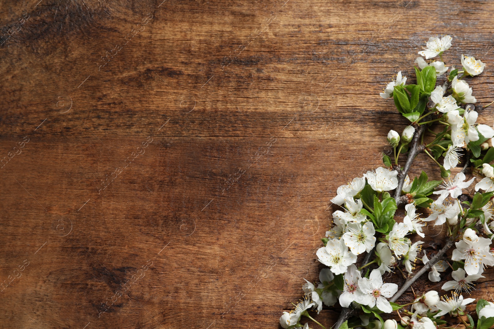 Photo of Blossoming spring tree branches as border on wooden background, flat lay. Space for text