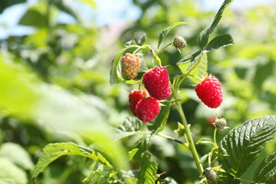 Photo of Red raspberries growing on bush outdoors, closeup. Space for text