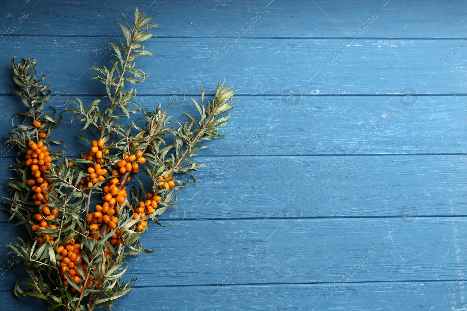 Photo of Branches of sea buckthorn on blue wooden table, flat lay. Space for text