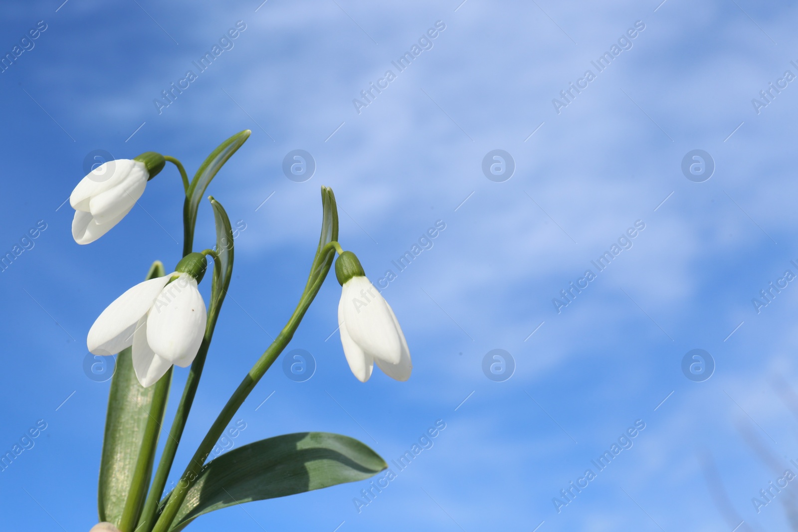 Photo of Beautiful blooming snowdrops against blue sky, space for text. Spring flowers