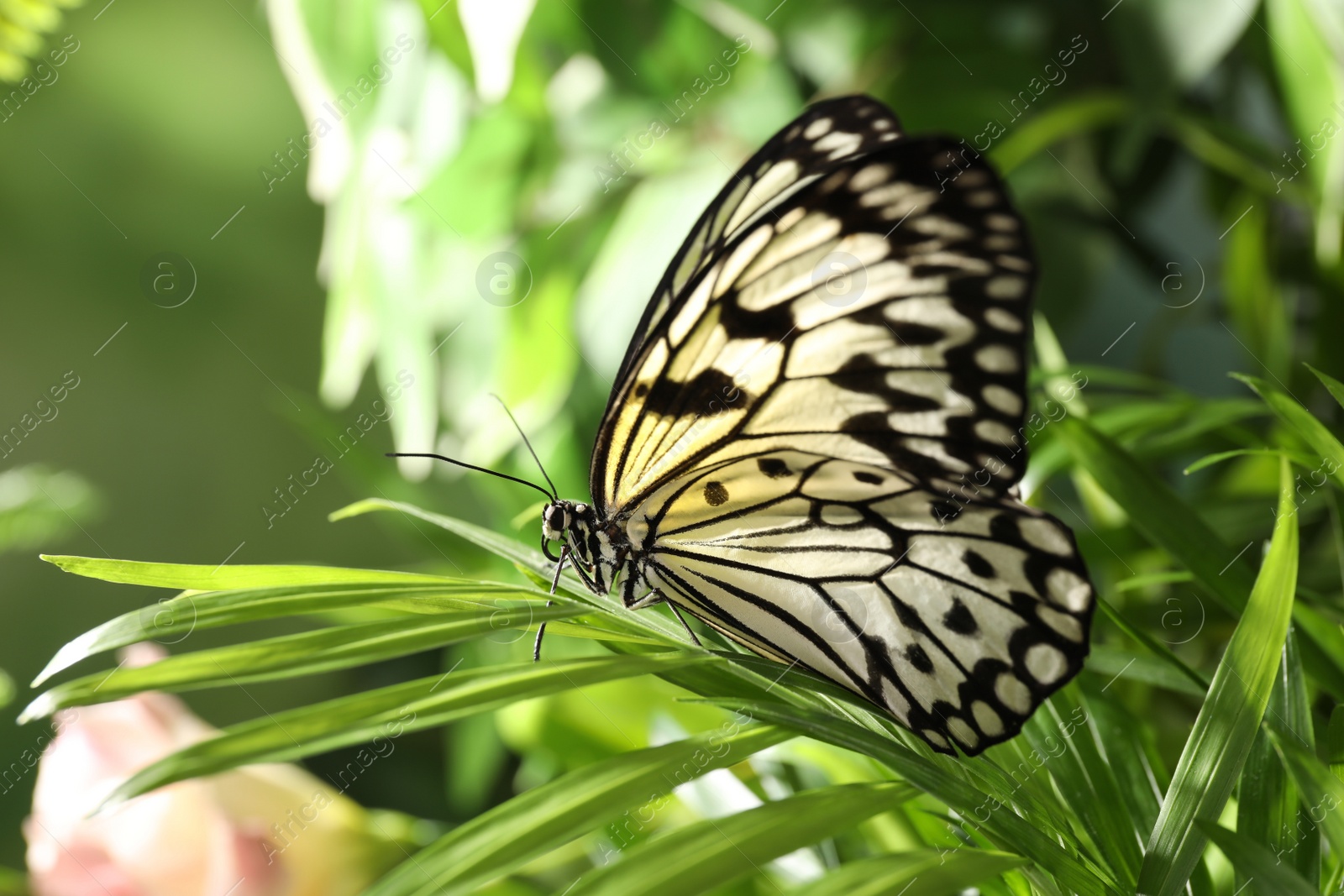 Photo of Beautiful rice paper butterfly on green plant in garden