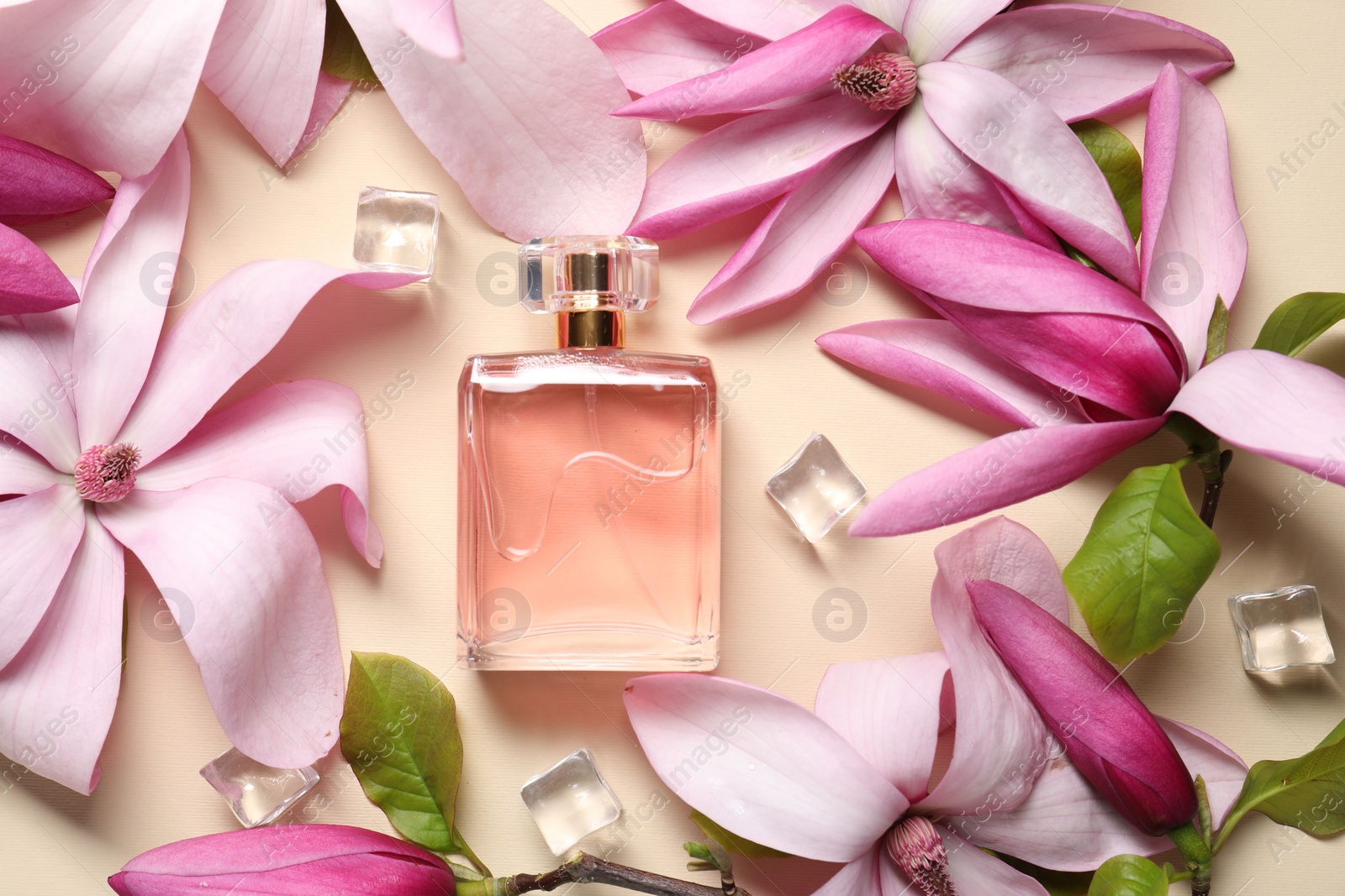 Photo of Beautiful pink magnolia flowers, bottle of perfume and ice cubes on beige background, flat lay