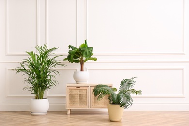 Photo of Different beautiful indoor plants and wooden commode near white wall in room. House decoration