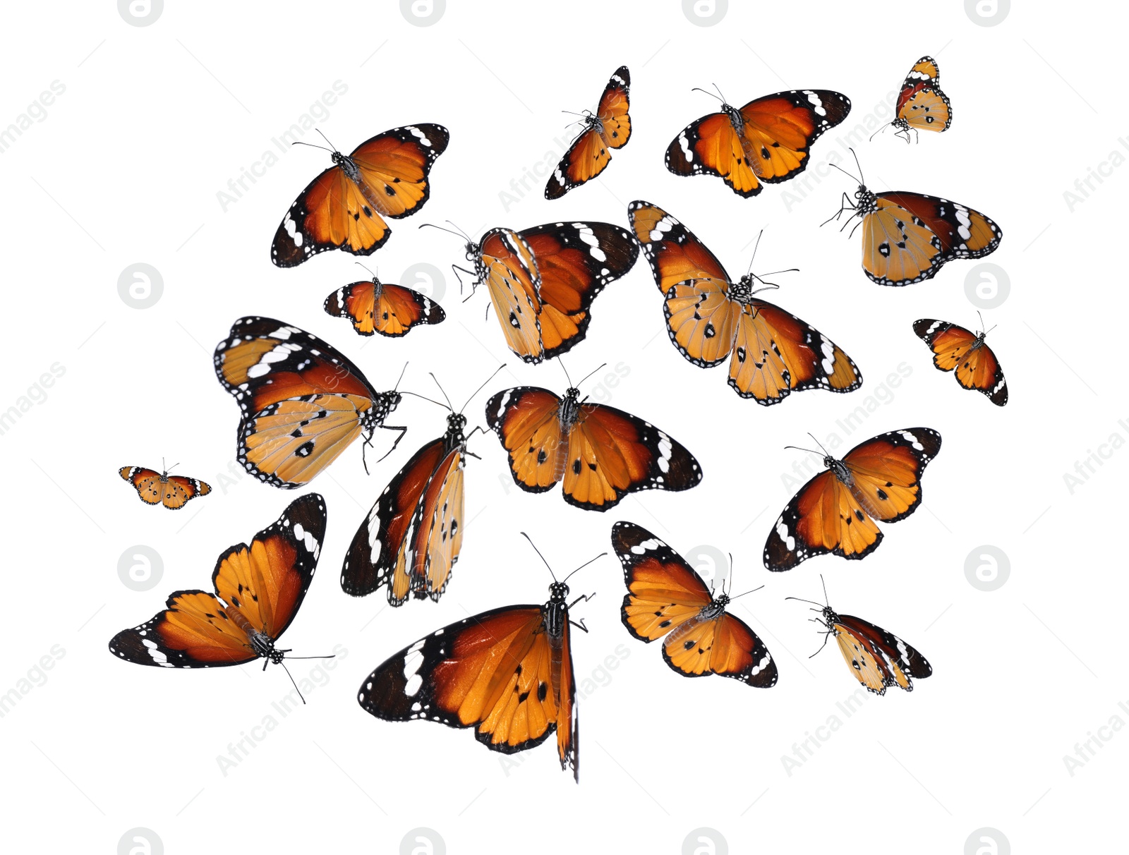 Image of Set of many flying painted lady butterflies on white background