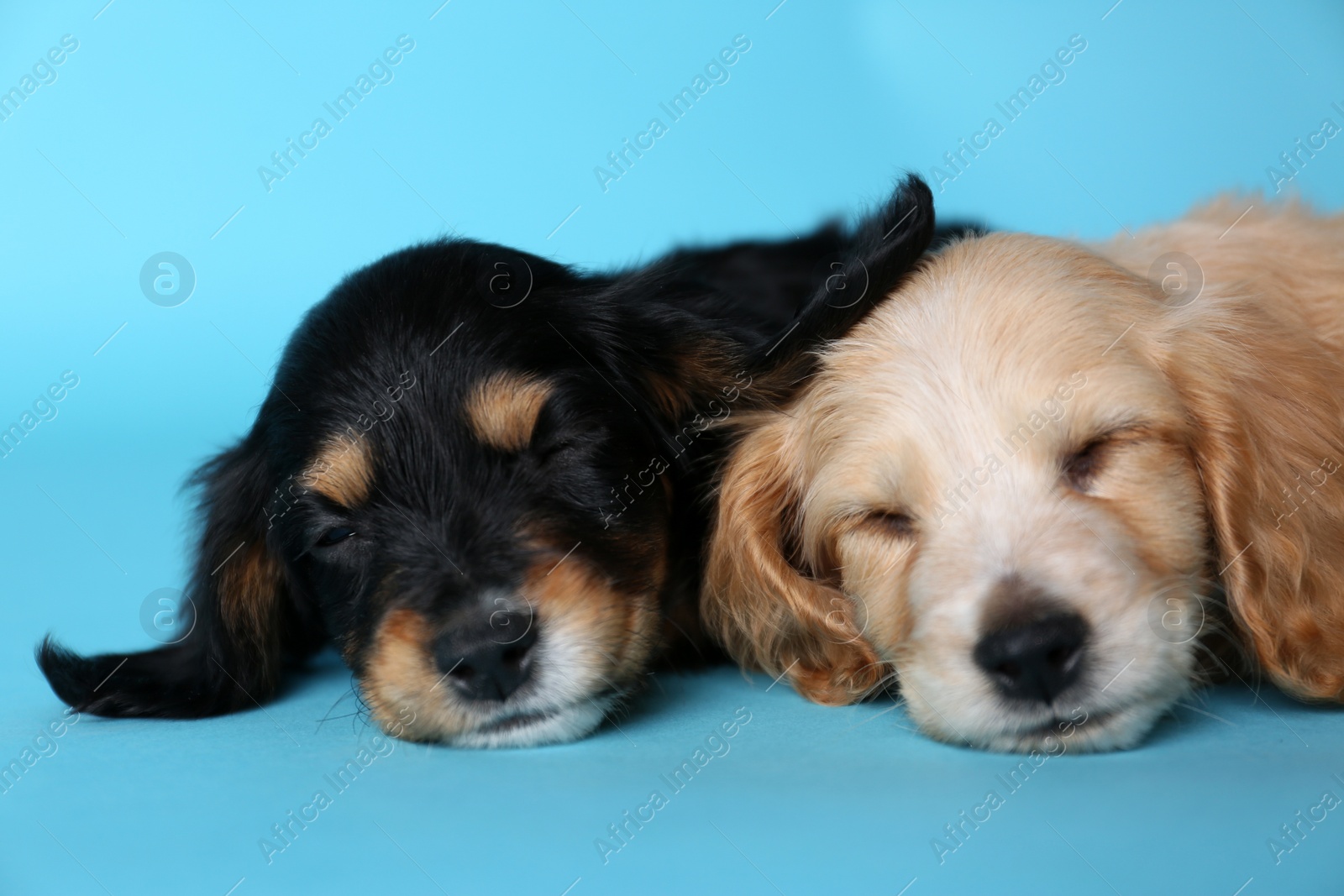 Photo of Cute English Cocker Spaniel puppies sleeping on light blue background