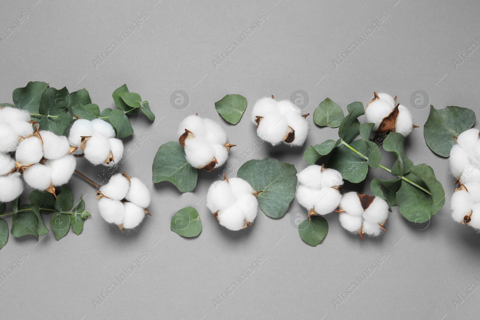 Photo of Cotton flowers and eucalyptus leaves on grey background, flat lay