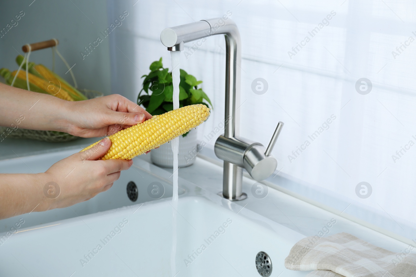 Photo of Woman washing corn cob in kitchen, closeup